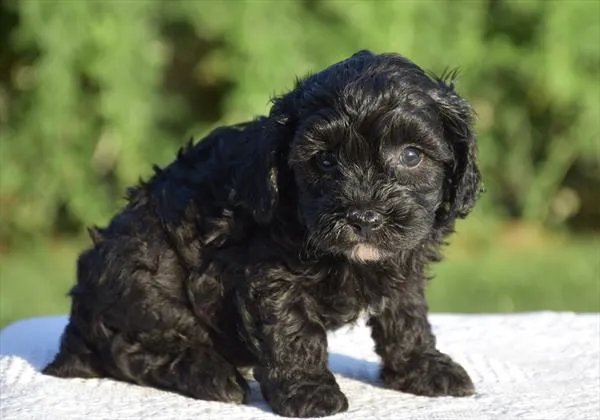 Male Havanese / Poodle puppy for sale at Shake A Paw Green Brook.