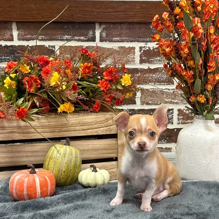 Male Chihuahua puppy for sale at Shake A Paw Union.