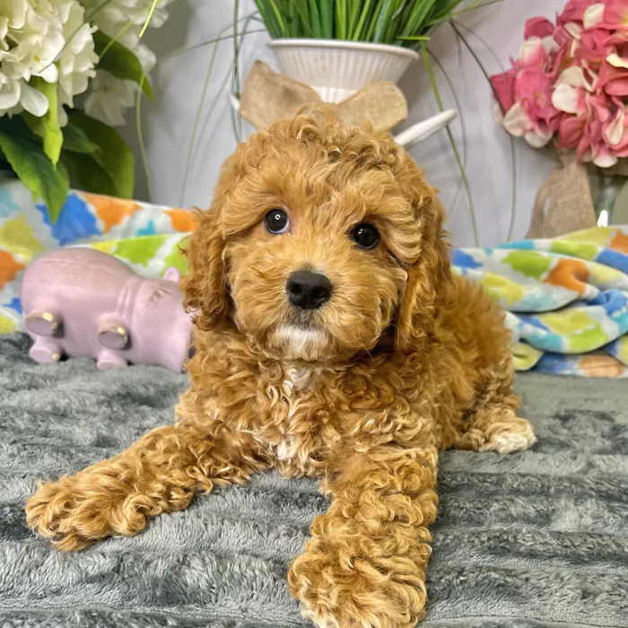Female Cockapoo 2Nd Gen puppy for sale at Shake A Paw Green Brook.