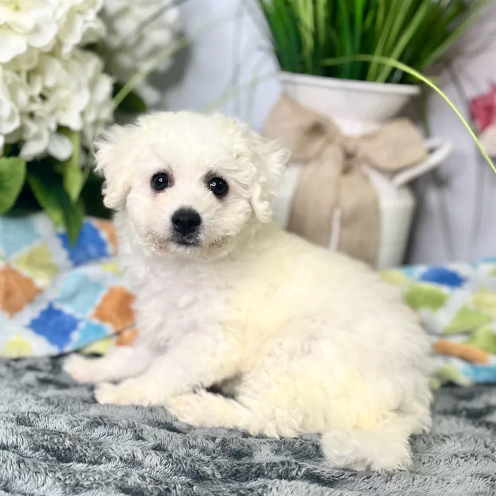 Male Bichon Frise puppy for sale at Shake A Paw Green Brook.