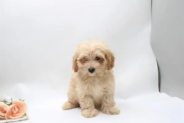 Female Maltese / Yorkie puppy for sale at Shake A Paw Green Brook.