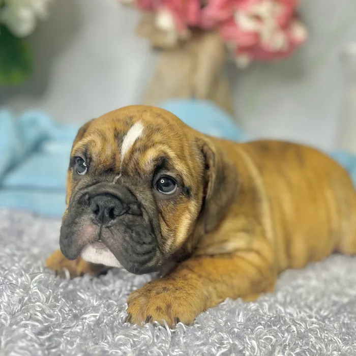 Male English Bulldog puppy for sale at Shake A Paw Green Brook.