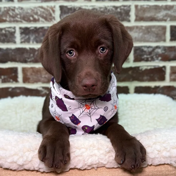 Female Labrador Retriever puppy for sale at Shake A Paw Union.