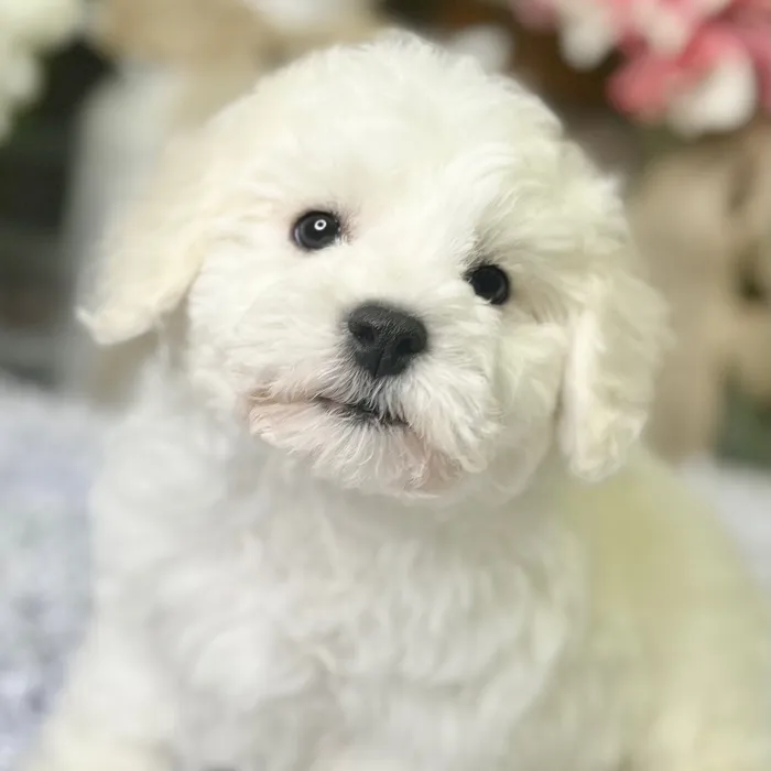 Male Bichon Frise puppy for sale at Shake A Paw Green Brook.