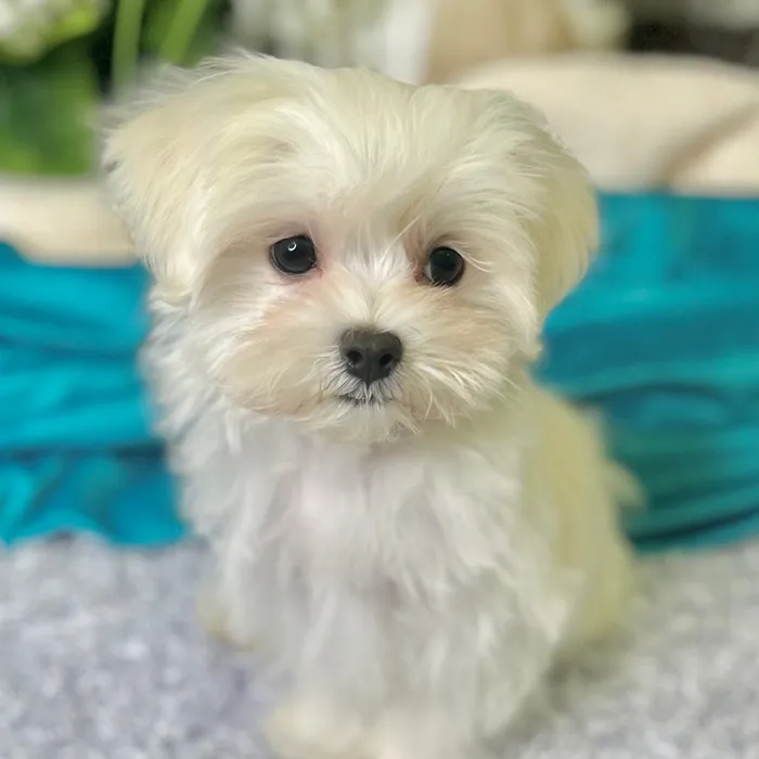 Male Maltese puppy for sale at Shake A Paw Green Brook.