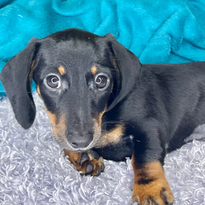 Female Dachshund puppy for sale at Shake A Paw Green Brook.