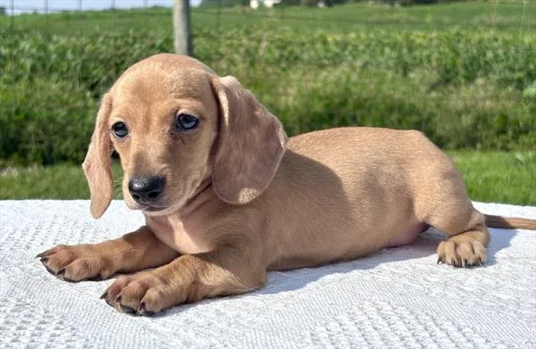 Female Dachshund puppy for sale at Shake A Paw Union.