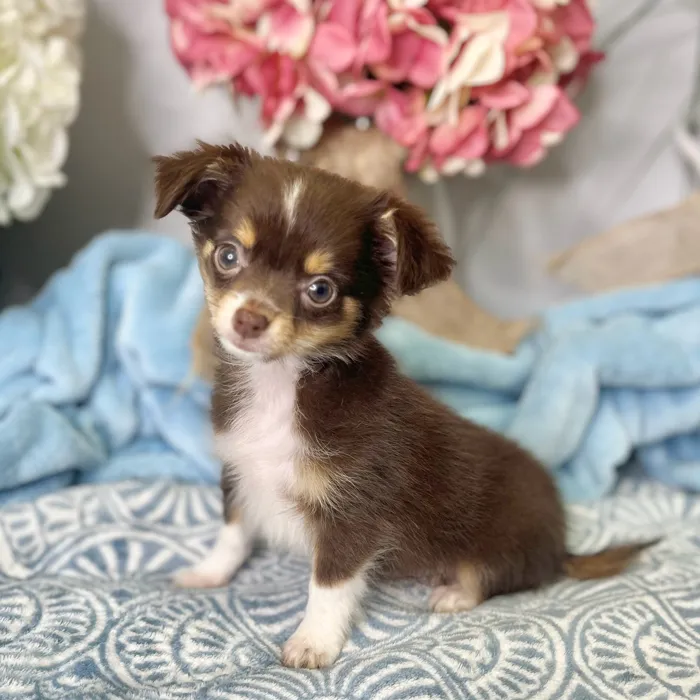 Male Chihuahua puppy for sale at Shake A Paw Green Brook.