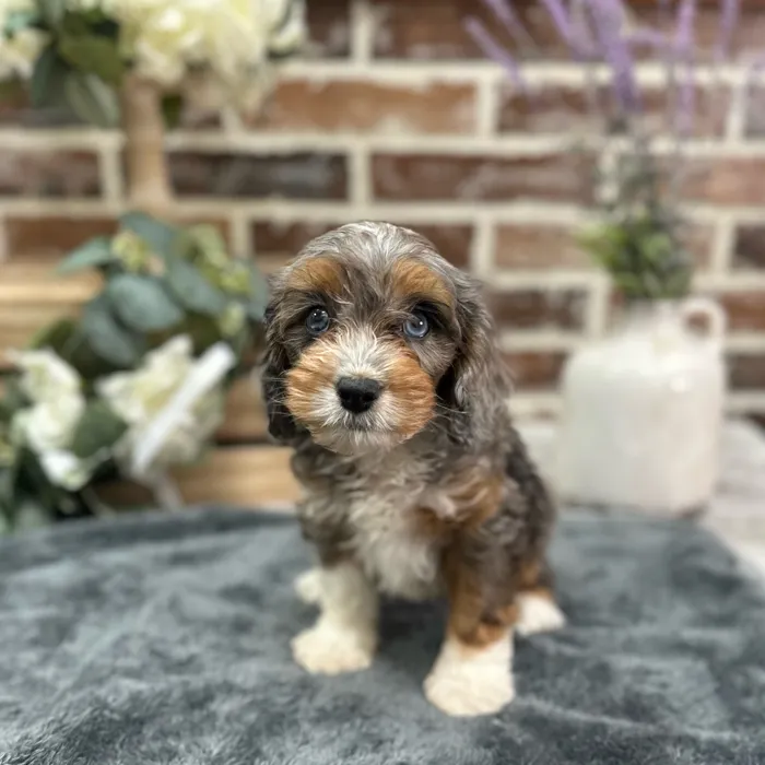 Female Cavapoo puppy for sale at Shake A Paw Union.