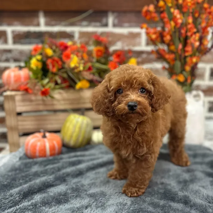 Female Poodle puppy for sale at Shake A Paw Union.