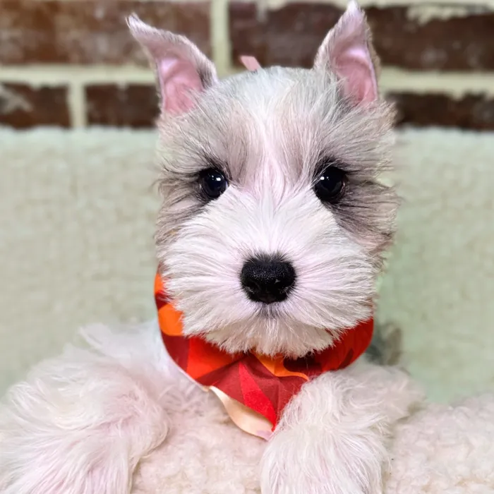 Male Mini Schnauzer puppy for sale at Shake A Paw Union.