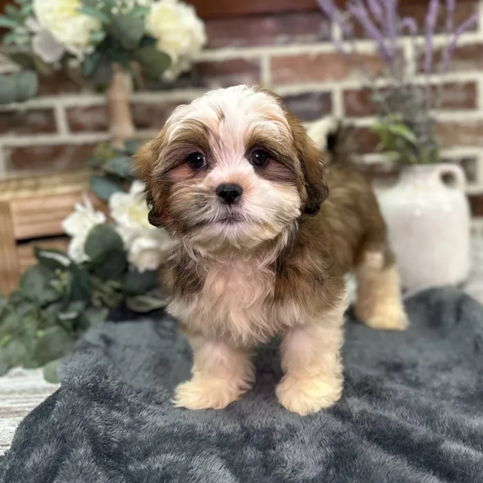 Male Havanese / Shih Tzu puppy for sale at Shake A Paw Union.