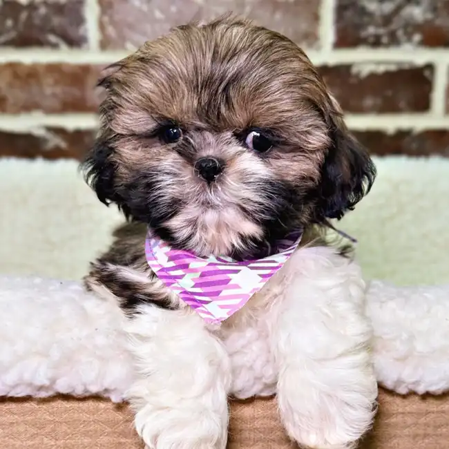 Female Shih Tzu puppy for sale at Shake A Paw Union.
