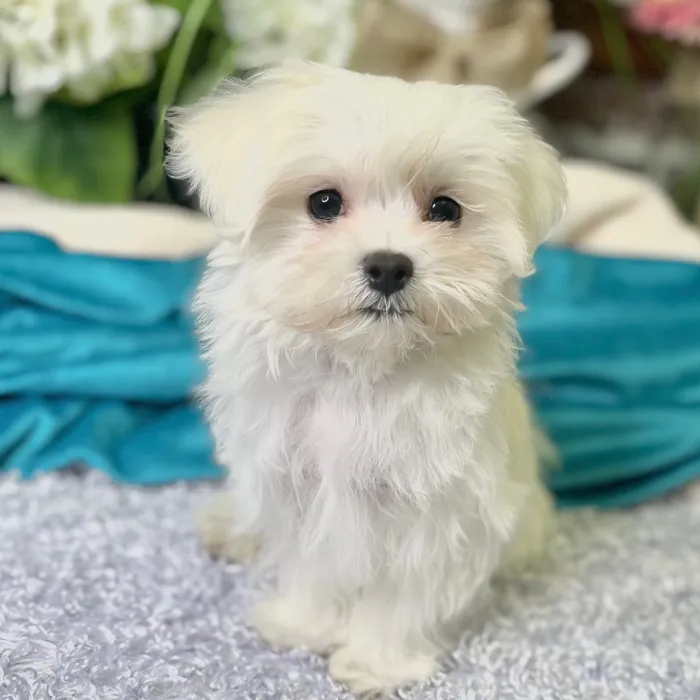 Male Maltese puppy for sale at Shake A Paw Green Brook.