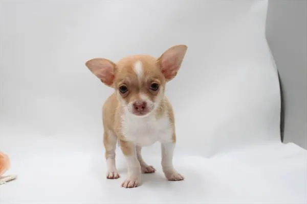 Male Chihuahua puppy for sale at Shake A Paw Union.
