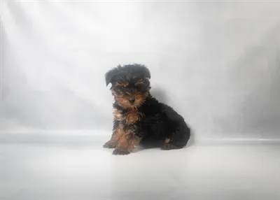 Male Yorkshire Terrier puppy for sale at Shake A Paw Green Brook.