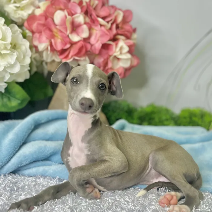 Male Italian Greyhound puppy for sale at Shake A Paw Green Brook.