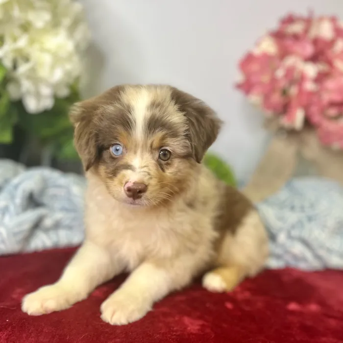 Male Mini American Shepherd puppy for sale at Shake A Paw Green Brook.