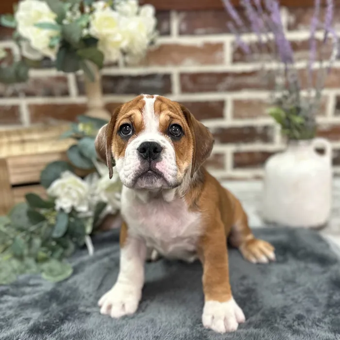 Male Beabull puppy for sale at Shake A Paw Union.