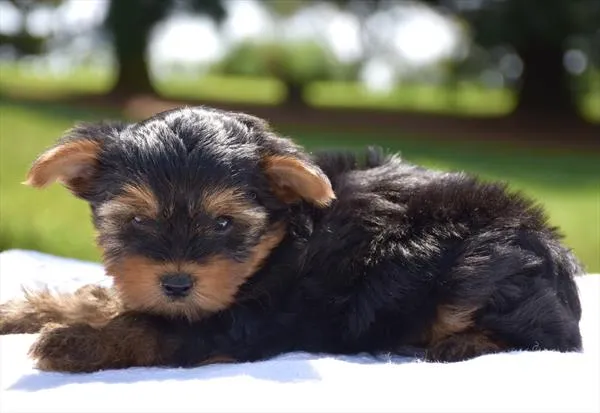 Male Yorkshire Terrier puppy for sale at Shake A Paw Union.