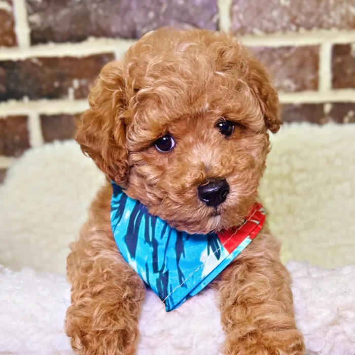 Male Poodle puppy for sale at Shake A Paw Union.