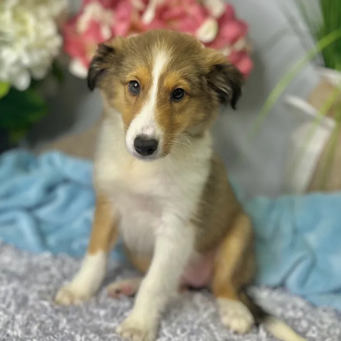 Female Shetland Sheepdog puppy for sale at Shake A Paw Green Brook.