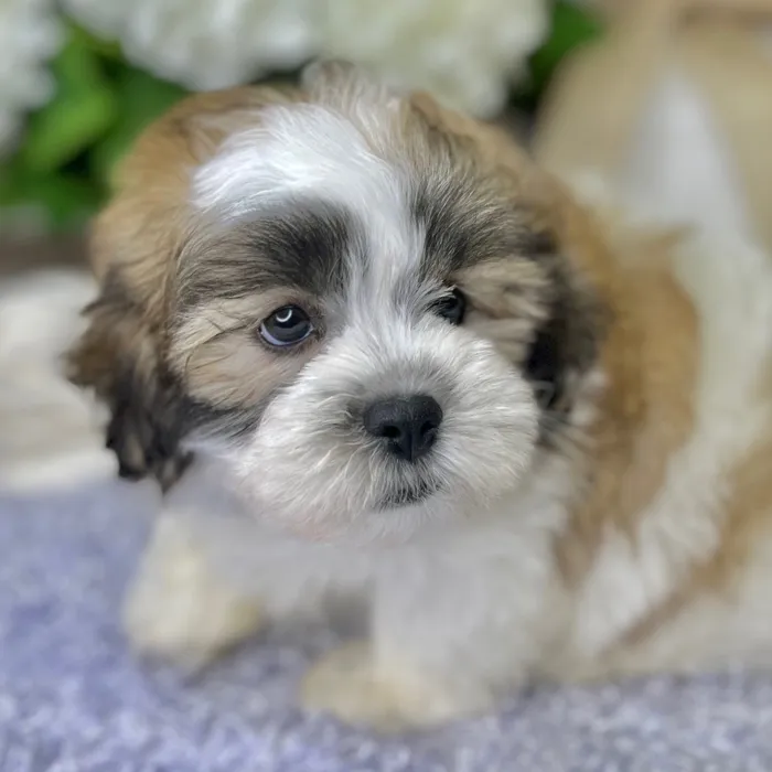 Male Shih Tzu / Bichon puppy for sale at Shake A Paw Green Brook.
