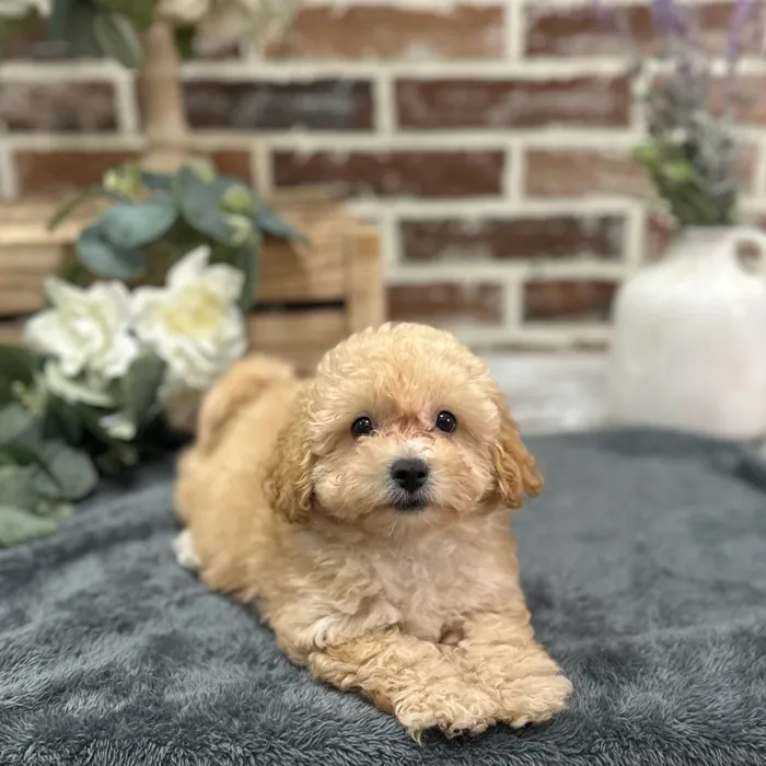Female Bichon / Poodle puppy for sale at Shake A Paw Union.