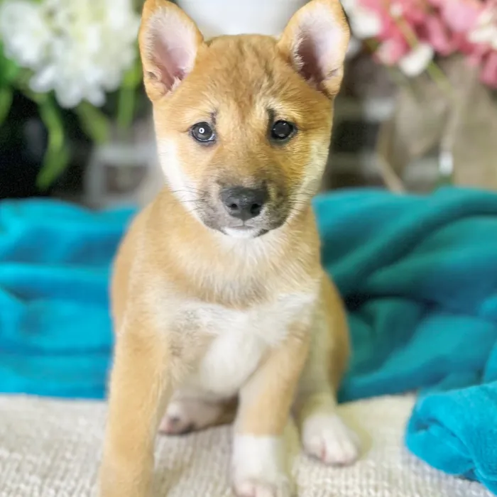 Female Shiba Inu puppy for sale at Shake A Paw Green Brook.