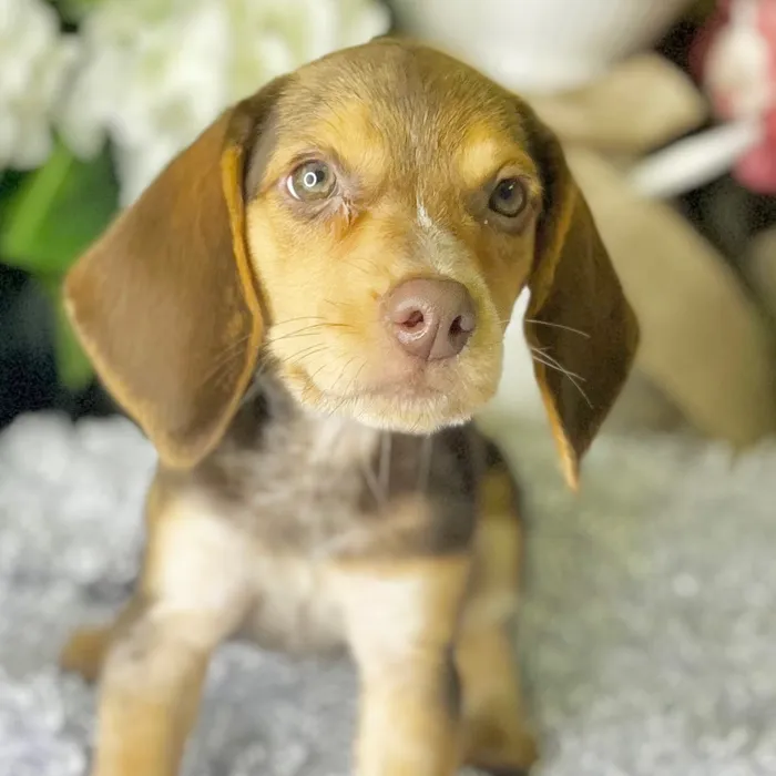 Female Beagle puppy for sale at Shake A Paw Green Brook.