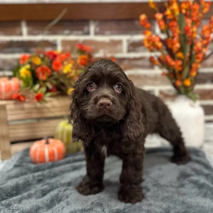 Male Cocker Spaniel puppy for sale at Shake A Paw Union.