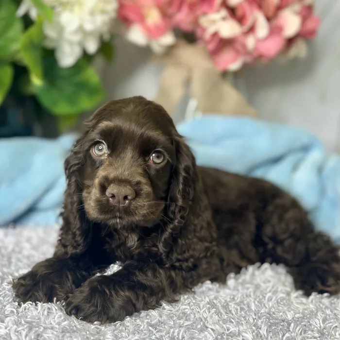Male Cocker Spaniel puppy for sale at Shake A Paw Green Brook.