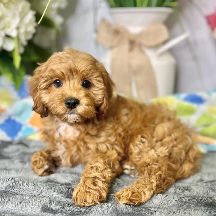 Male Cavapoo puppy for sale at Shake A Paw Green Brook.