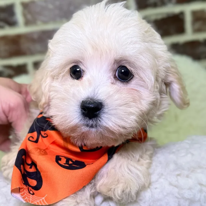 Female Havanese puppy for sale at Shake A Paw Union.