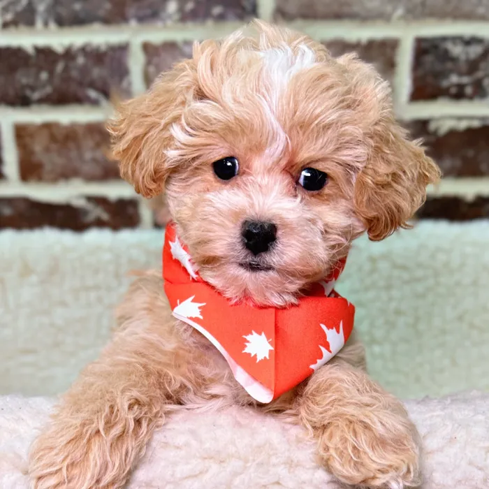Female Maltipoo puppy for sale at Shake A Paw Union.