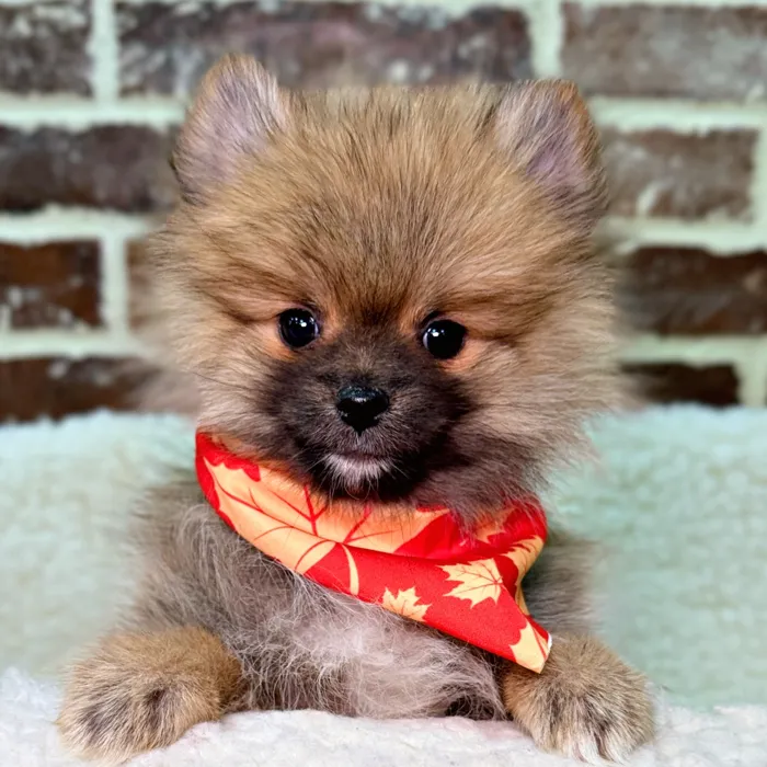 Male Pomeranian puppy for sale at Shake A Paw Union.