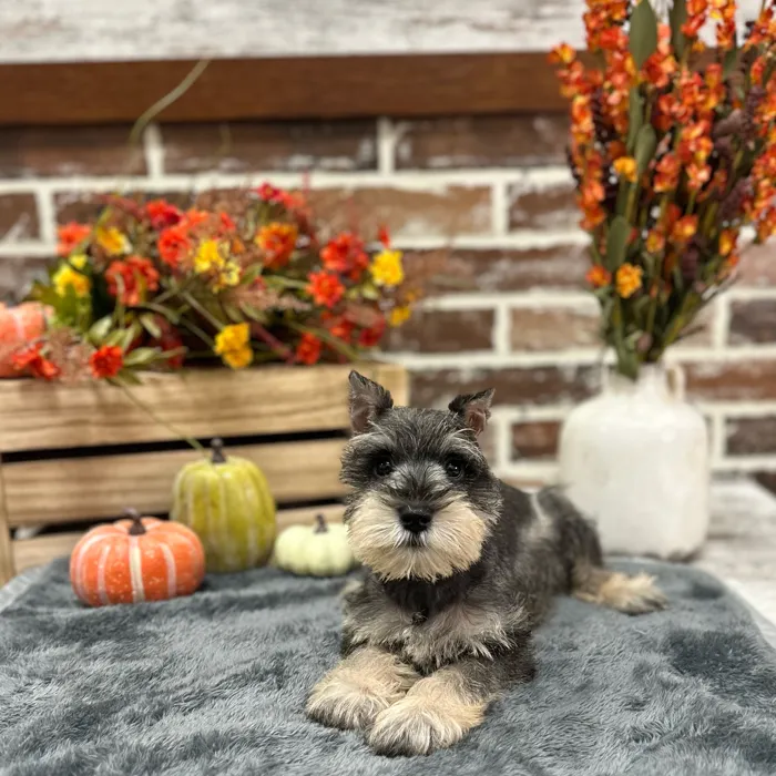 Female Mini Schnauzer puppy for sale at Shake A Paw Union.
