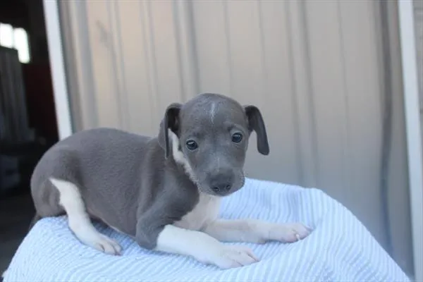 Male Italian Greyhound puppy for sale at Shake A Paw Green Brook.