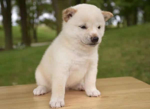 Male Shiba Inu puppy for sale at Shake A Paw Union.