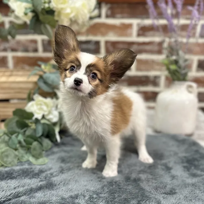Female Papillon puppy for sale at Shake A Paw Union.