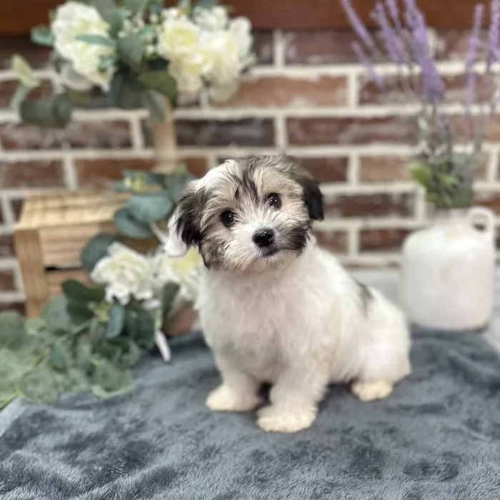 Female Havanese puppy for sale at Shake A Paw Union.