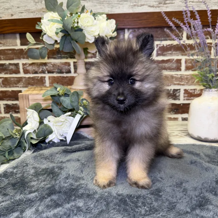 Female Keeshond puppy for sale at Shake A Paw Union.