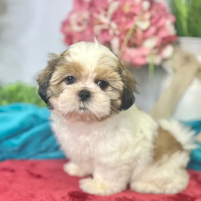 Female Shih Tzu puppy for sale at Shake A Paw Green Brook.