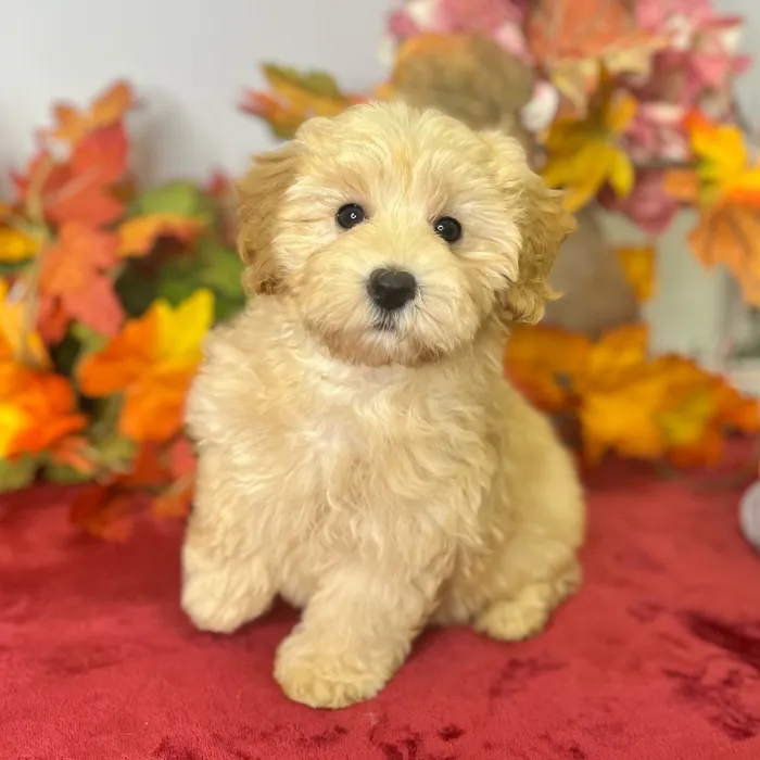 Female Maltese / Yorkie puppy for sale at Shake A Paw Green Brook.