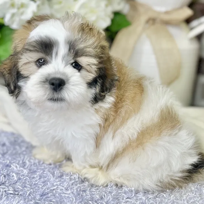 Male Shih Tzu / Bichon puppy for sale at Shake A Paw Green Brook.