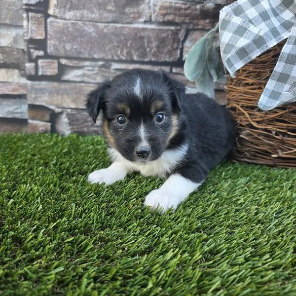 Male Mini American Shepherd puppy for sale at Shake A Paw Union.