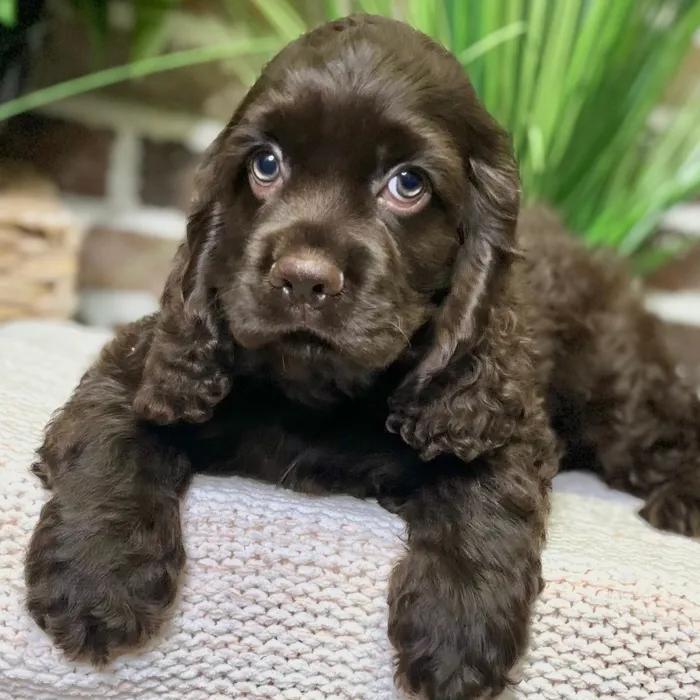 Male Cocker Spaniel puppy for sale at Shake A Paw Green Brook.
