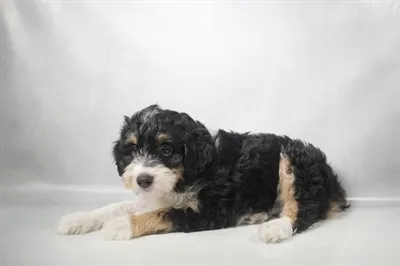 Female Toy Aussiedoodle 2Nd Gen puppy for sale at Shake A Paw Union.