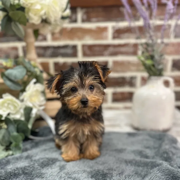Female Yorkshire Terrier puppy for sale at Shake A Paw Union.