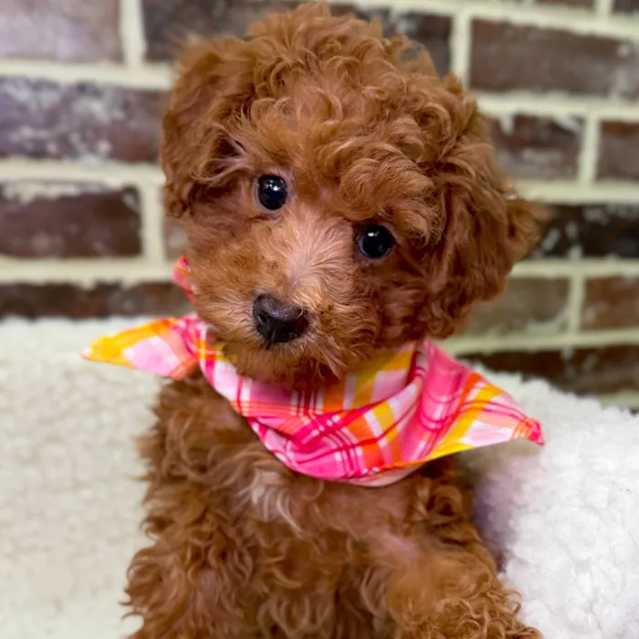 Female Poodle puppy for sale at Shake A Paw Union.